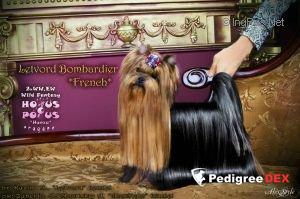  LETVORD BOMBARDIER &mdash; Labaza DogPedigree YorkshireTerrier