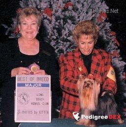  YORKBORO JOHNNY ANGEL &mdash; Labaza DogPedigree YorkshireTerrier