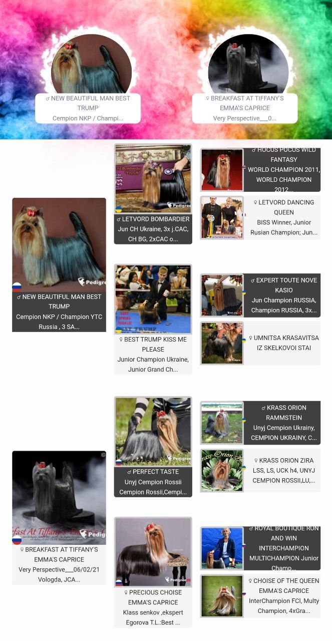 Emma`s Caprice NICE' N  EASY DOES IT EVERY TIME &mdash; Labaza DogPedigree YorkshireTerrier