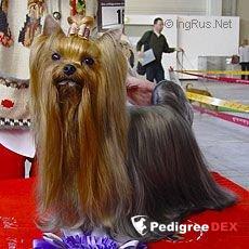 KENDOS ONE DIAMOND KISS &mdash; Labaza DogPedigree YorkshireTerrier