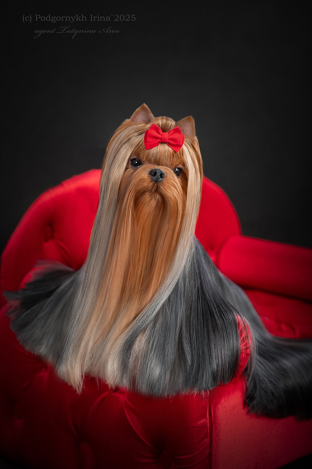  FAVOURITE WINNERS ROSKOSH &mdash; Labaza DogPedigree YorkshireTerrier