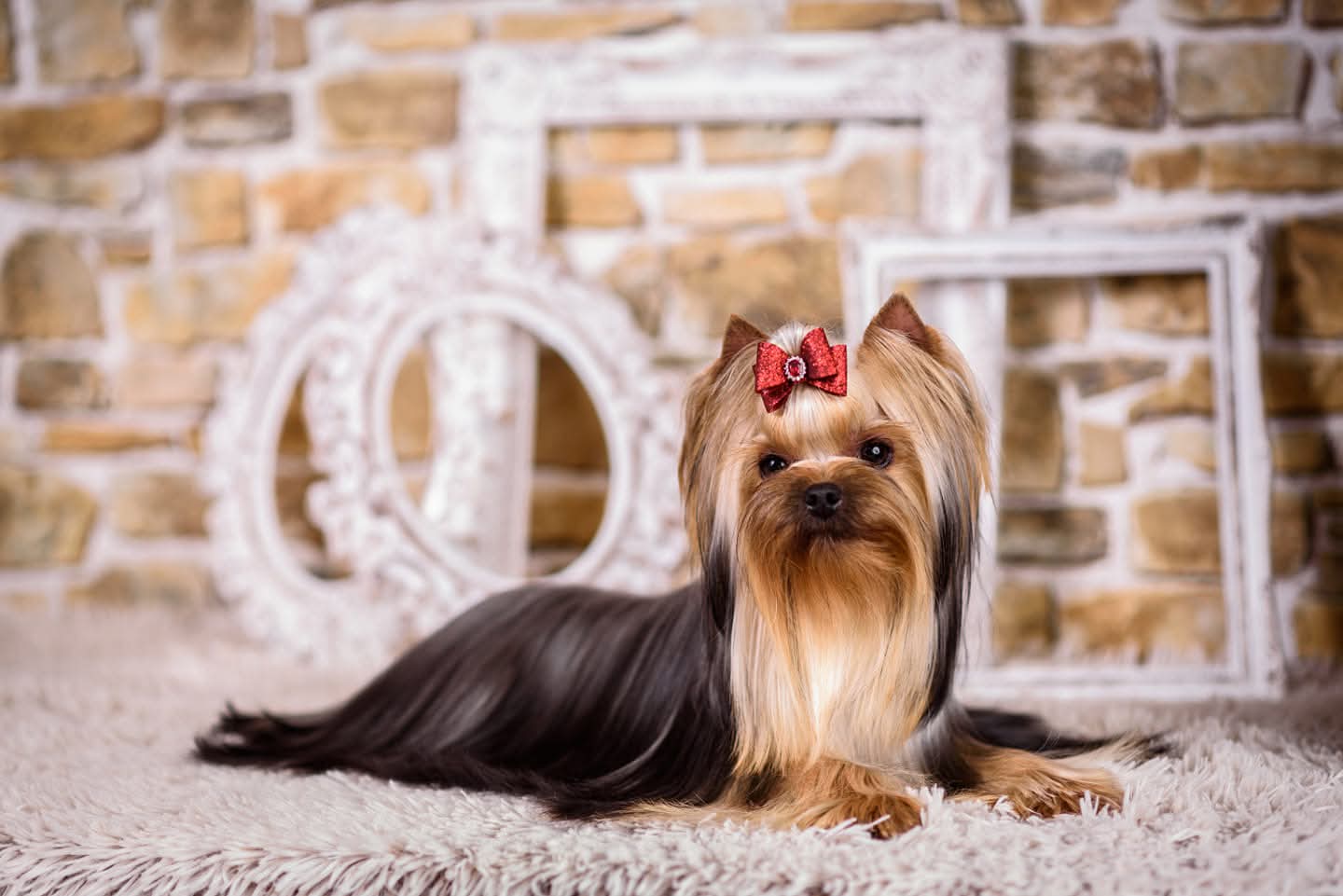 PICCOLI RUBINI DRAMA QUEEN &mdash; Labaza DogPedigree YorkshireTerrier