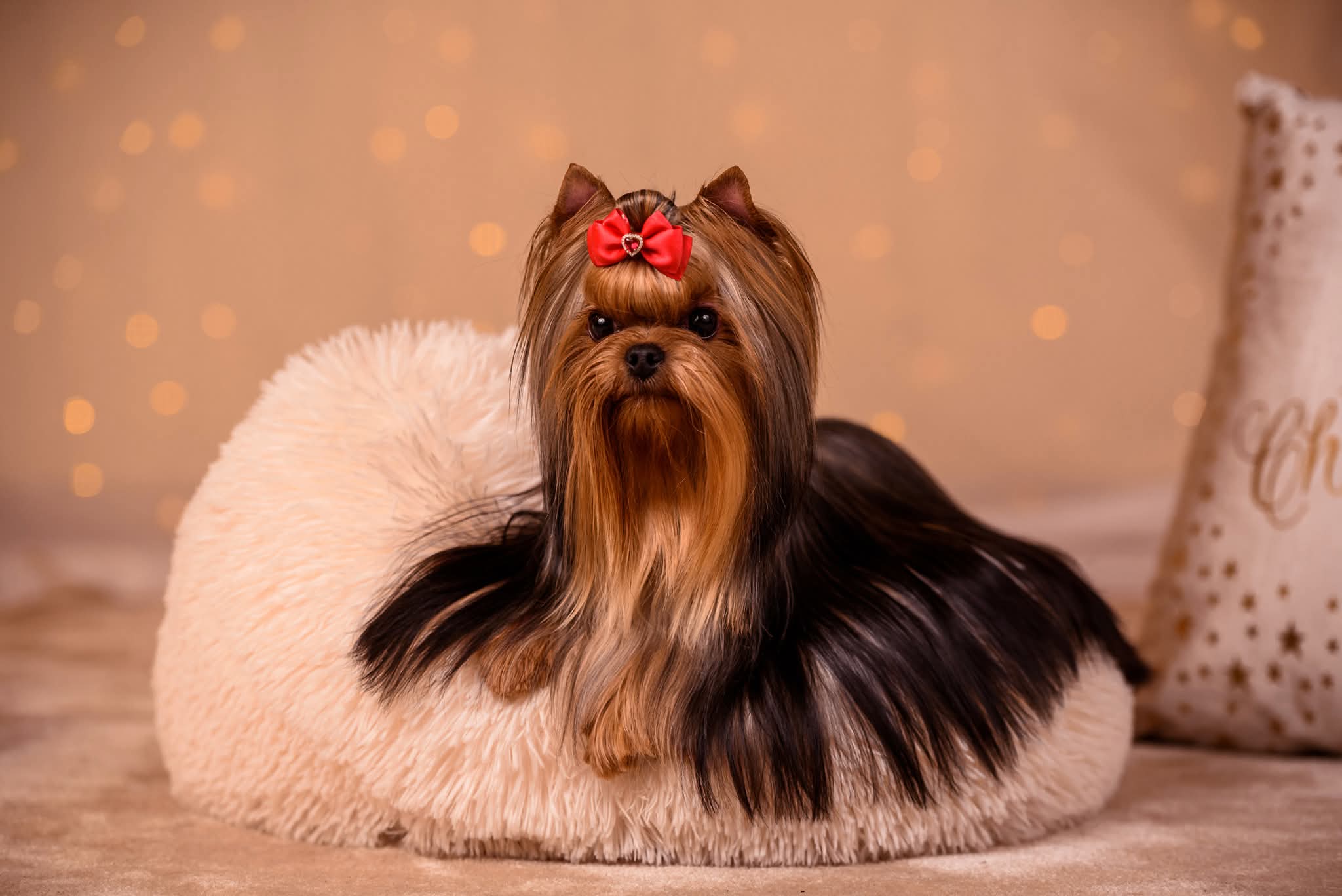 PICCOLI RUBINI FLAME IS MY NAME &mdash; Labaza DogPedigree YorkshireTerrier
