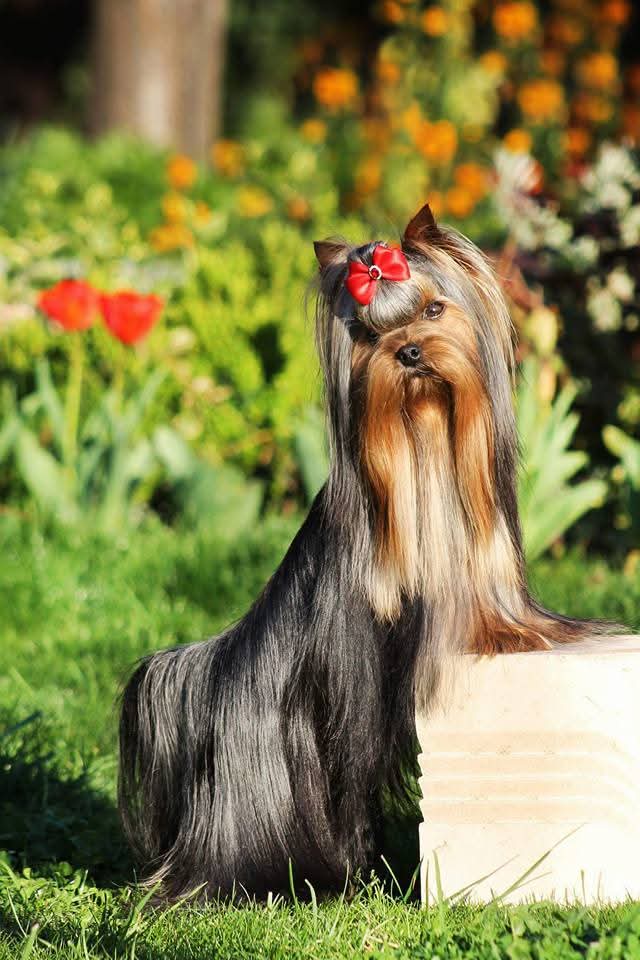  PICCOLI RUBINI LAST GIFT &mdash; Labaza DogPedigree YorkshireTerrier