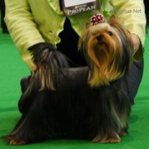  PETER PAN STRIBRNE PRANI &mdash; Labaza DogPedigree YorkshireTerrier