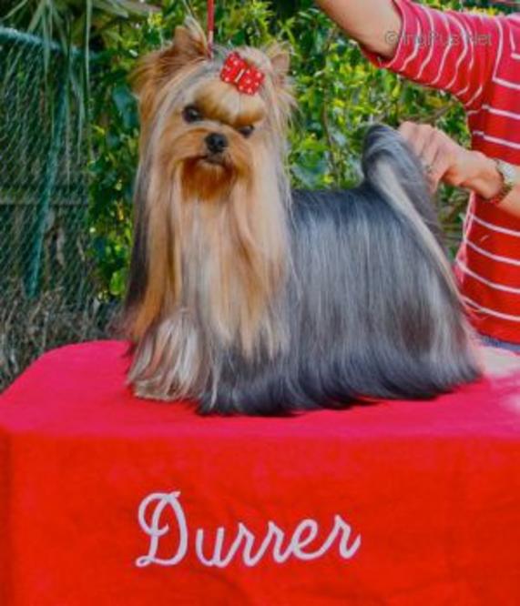 RIGAIR RIGAIR MARSHAL GZADA &mdash; Labaza DogPedigree YorkshireTerrier
