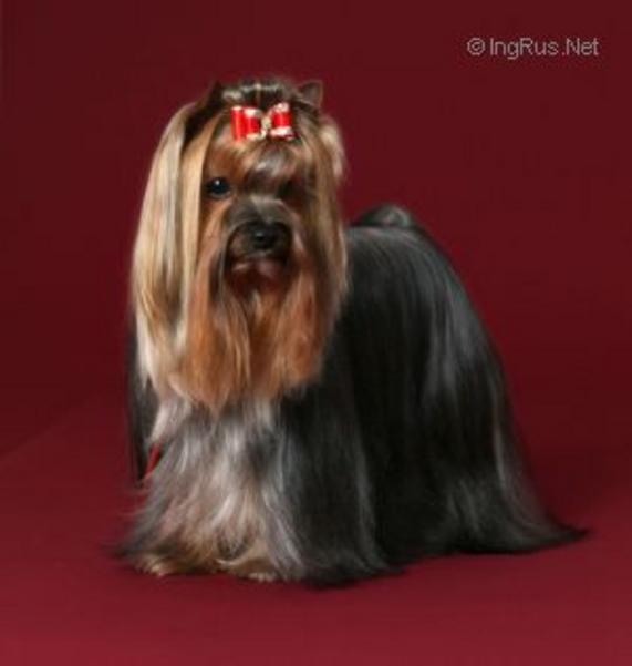 RIGAIR RIGAIR VIOLENT VICTORY &mdash; Labaza DogPedigree YorkshireTerrier