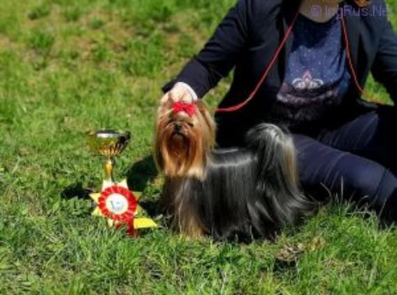  ZWEZDA PETERBURGA SUNLIGHT &mdash; Labaza DogPedigree YorkshireTerrier