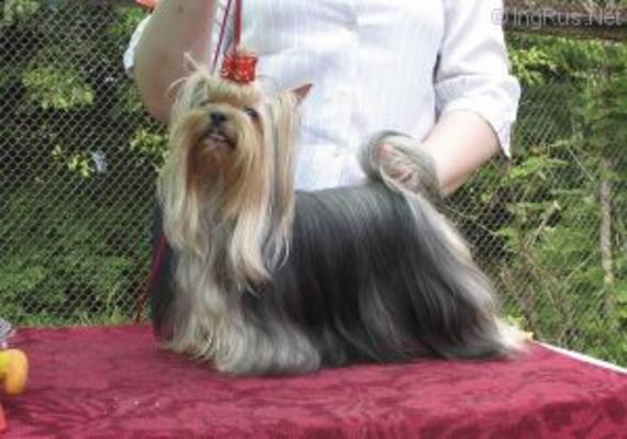 ZWEZDA PETERBURGA FANT FON BERG &mdash; Labaza DogPedigree YorkshireTerrier
