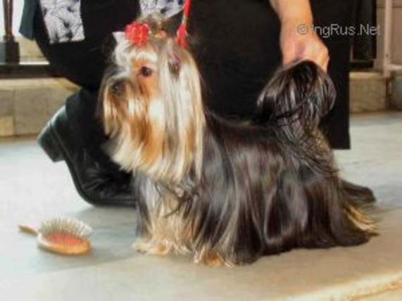 ZWEZDA PETERBURGA CAN DGASTIYA LAK &mdash; Labaza DogPedigree YorkshireTerrier