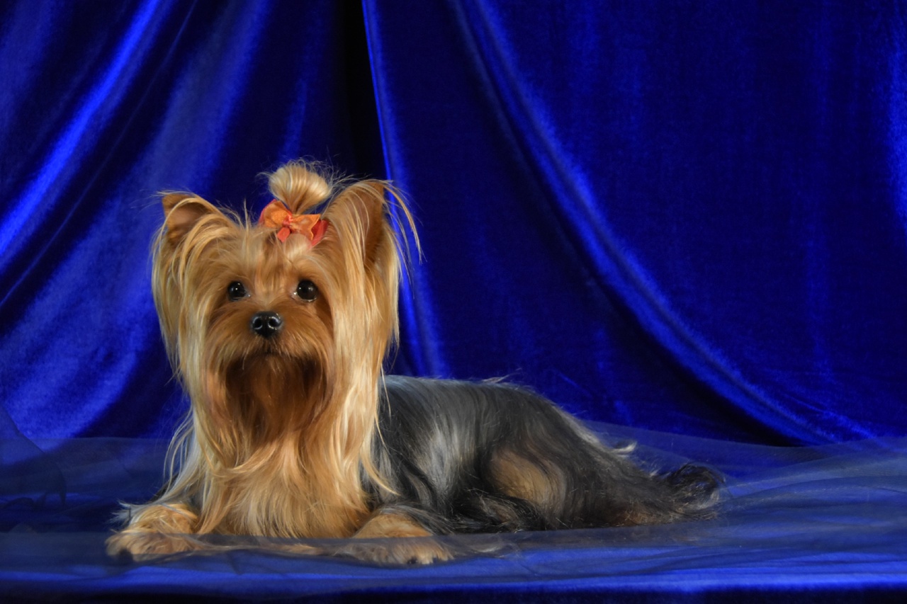  HELMIDGE INDIRA &mdash; Labaza DogPedigree YorkshireTerrier