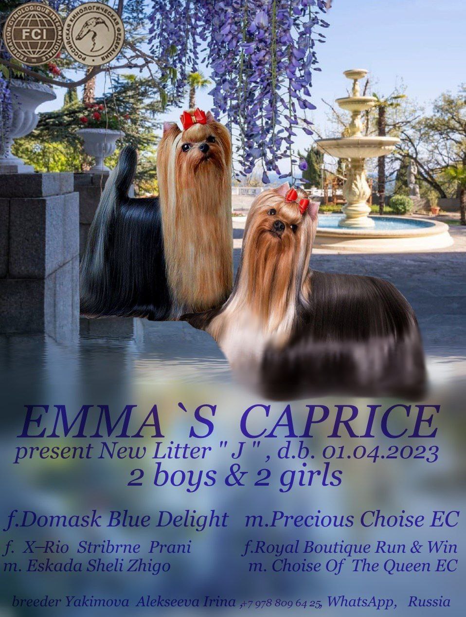 Emma`s Caprice JASMINE BLUE DELIGHT EMMA'S CAPRICE &mdash; Labaza DogPedigree YorkshireTerrier