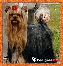 EXMOOR'S QUEST FOR THE BEST &mdash; Labaza DogPedigree YorkshireTerrier