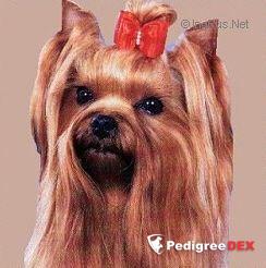 EXMOOR'S ONE BETTER &mdash; Labaza DogPedigree YorkshireTerrier