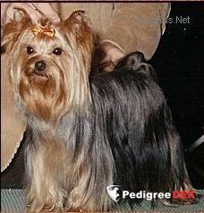  KRESTA'S BEST-EVER &mdash; Labaza DogPedigree YorkshireTerrier