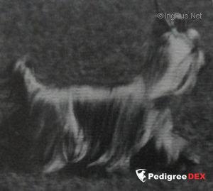  FIRACRES SURELY YOU JEST &mdash; Labaza DogPedigree YorkshireTerrier