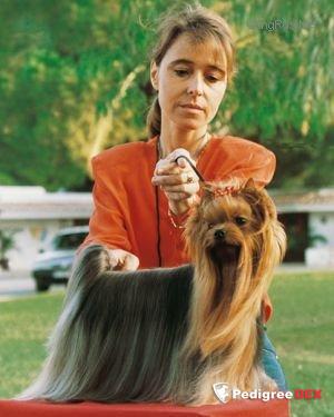 DIAMANTE DE LA VILLA Y CORTE &mdash; Labaza DogPedigree YorkshireTerrier