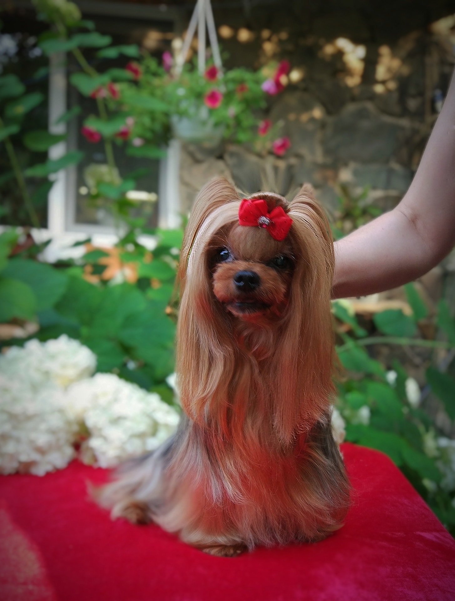 EUPHORIA'S CHINA DOLL