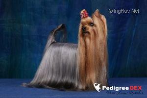 BLUE MENDIS FANTASY STYLE &mdash; Labaza DogPedigree YorkshireTerrier