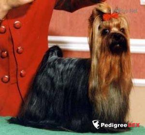 DE MAJODIAN FREE STYLE