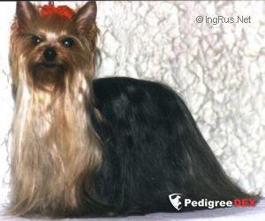  GARSIMS CAPTAIN STARLIGHT OZMILION &mdash; Labaza DogPedigree YorkshireTerrier