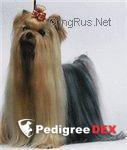  OLYMPIA DU DOMAINE DE MONDERLAY &mdash; Labaza DogPedigree YorkshireTerrier