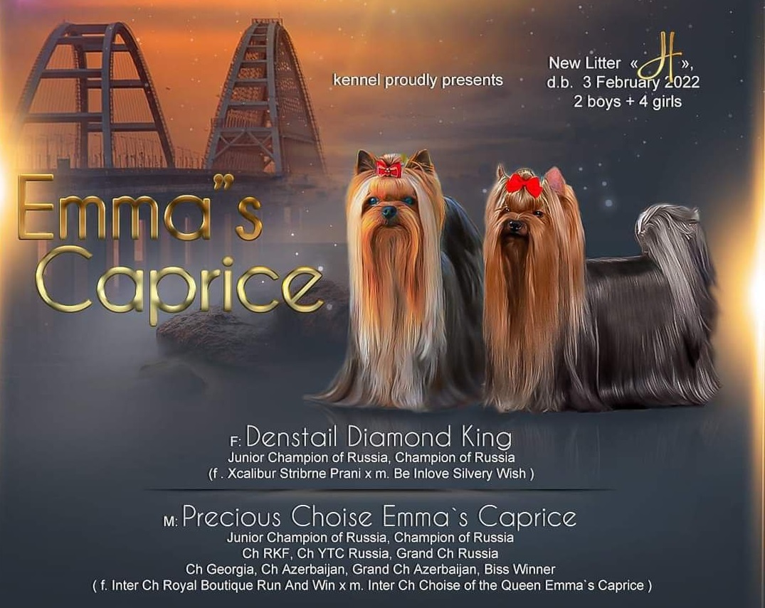 Emma`s Caprice HIGH STAKES EMMA'S CAPRICE &mdash; Labaza DogPedigree YorkshireTerrier
