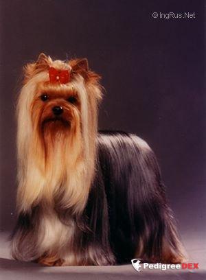  NEXT TIME DU DOMAINE DE MONDERLAY &mdash; Labaza DogPedigree YorkshireTerrier