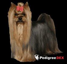  MOYA MECHTA SIMBA &mdash; Labaza DogPedigree YorkshireTerrier