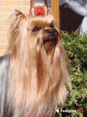MOJA MECHTA PRIMA AIS &mdash; Labaza DogPedigree YorkshireTerrier