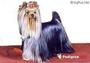  DURRER'S ACE PACO &mdash; Labaza DogPedigree YorkshireTerrier