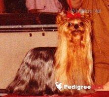  MOVIMAN &mdash; Labaza DogPedigree YorkshireTerrier