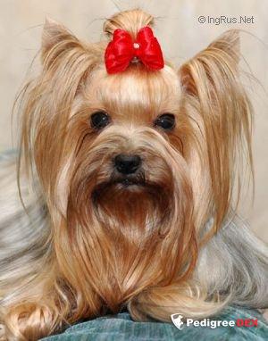  SOLNECHNII RAZBOINIK VERI B'YUTIFUL &mdash; Labaza DogPedigree YorkshireTerrier