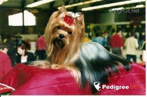  TAKE CARE DU DOMAINE DE MONDERLAY &mdash; Labaza DogPedigree YorkshireTerrier