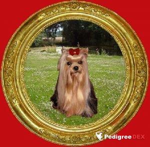  DORWAY'S WHAT A HANDSOME FACE &mdash; Labaza DogPedigree YorkshireTerrier