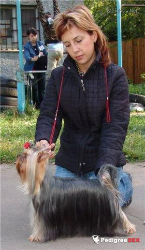  GRAND OVACIA AMBITSIA &mdash; Labaza DogPedigree YorkshireTerrier