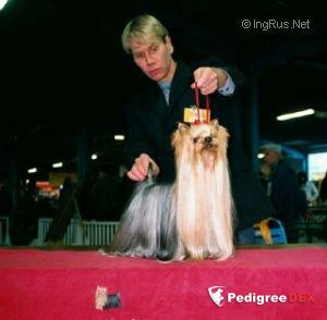  MALANGO DU DOMAINE DE MONDERLAY &mdash; Labaza DogPedigree YorkshireTerrier