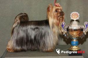 MOYA MECHTA RAFAELLA TOP MODEL