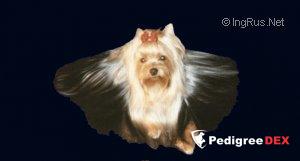 SHAMPAGNE DU DOMAINE DE MONDERLAY &mdash; Labaza DogPedigree YorkshireTerrier