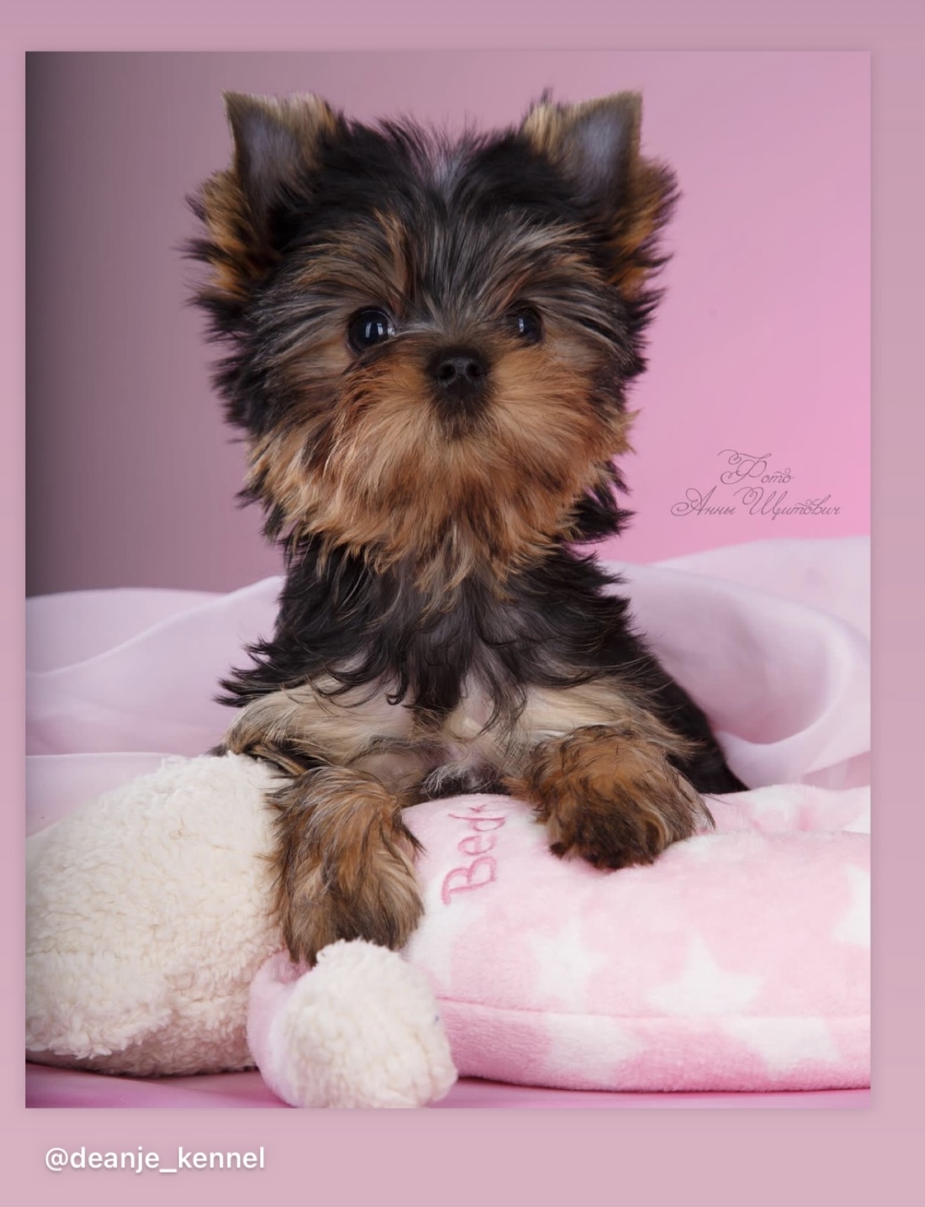 DEANJE DEANJE FEERIYA &mdash; Labaza DogPedigree YorkshireTerrier