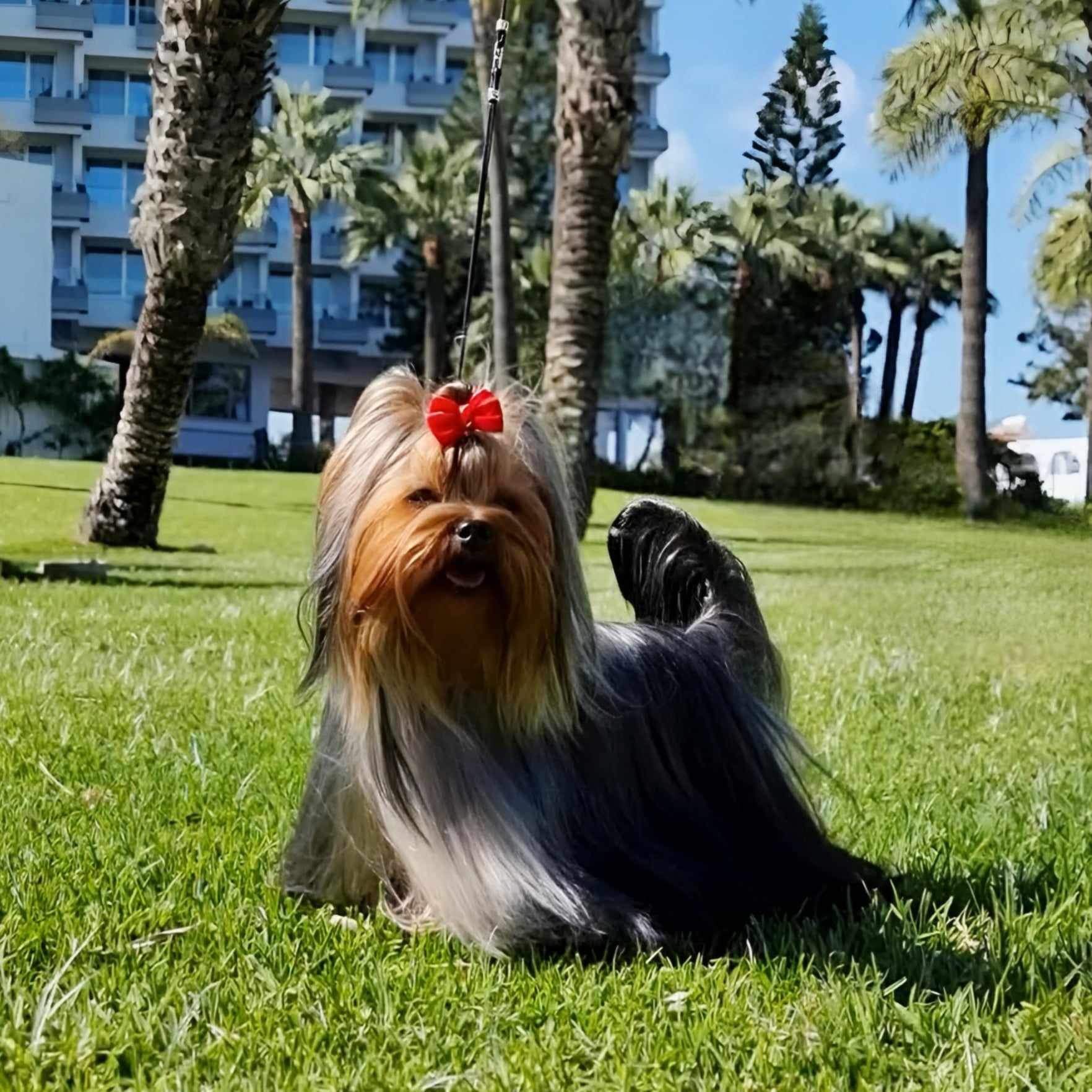 Pearl of Afrodite ABSOLUTELY WONDERFFUL PEARL OF AFRODITE &mdash; Labaza DogPedigree YorkshireTerrier