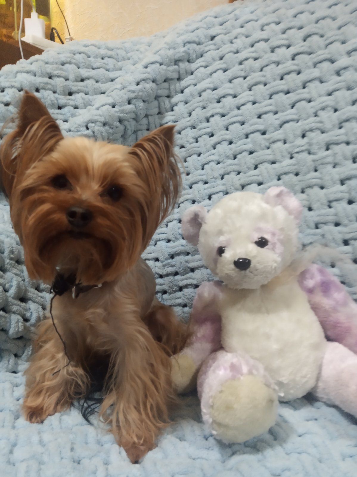 SHERMAN-FORMULA LYUBVI &mdash; Labaza DogPedigree YorkshireTerrier