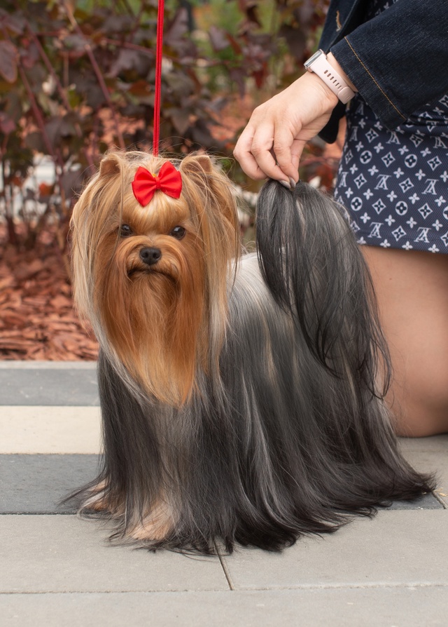  GOLDEN LOTOS TET-A-TET &mdash; Labaza DogPedigree YorkshireTerrier