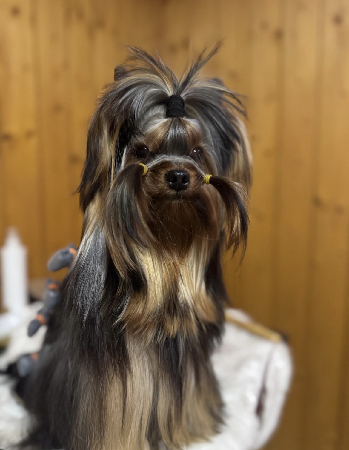 Pearl of Afrodite PEARL OF AFRODITA MADAME DE POMPADOUR &mdash; Labaza DogPedigree YorkshireTerrier