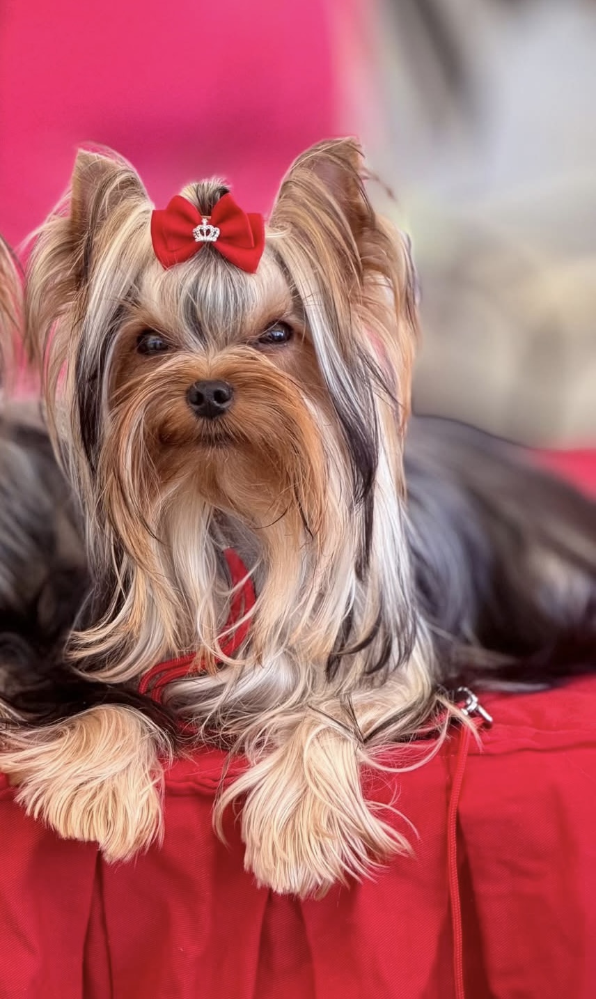 Pearl of Afrodite BITCOIN PERL OF  AFRODITA &mdash; Labaza DogPedigree YorkshireTerrier