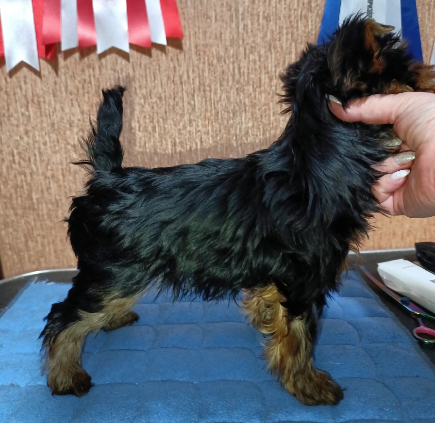 Елена Постникова &mdash; Labaza DogPedigree YorkshireTerrier