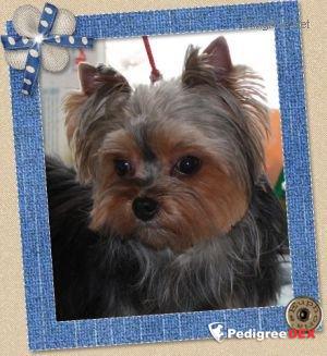MINI SHOP KOKO CHANEL &mdash; Labaza DogPedigree YorkshireTerrier