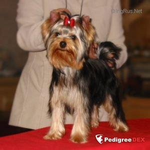 TOY SAVOY TOY SAVOY VINCENT &mdash; Labaza DogPedigree YorkshireTerrier