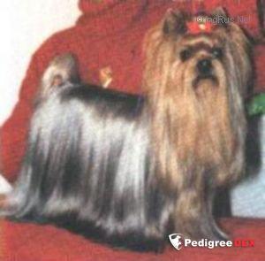 PARKSIDE'S OKIE DOKIE &mdash; Labaza DogPedigree YorkshireTerrier
