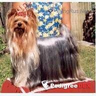  MOSQUITO DU GUE DE L'ADOUR &mdash; Labaza DogPedigree YorkshireTerrier